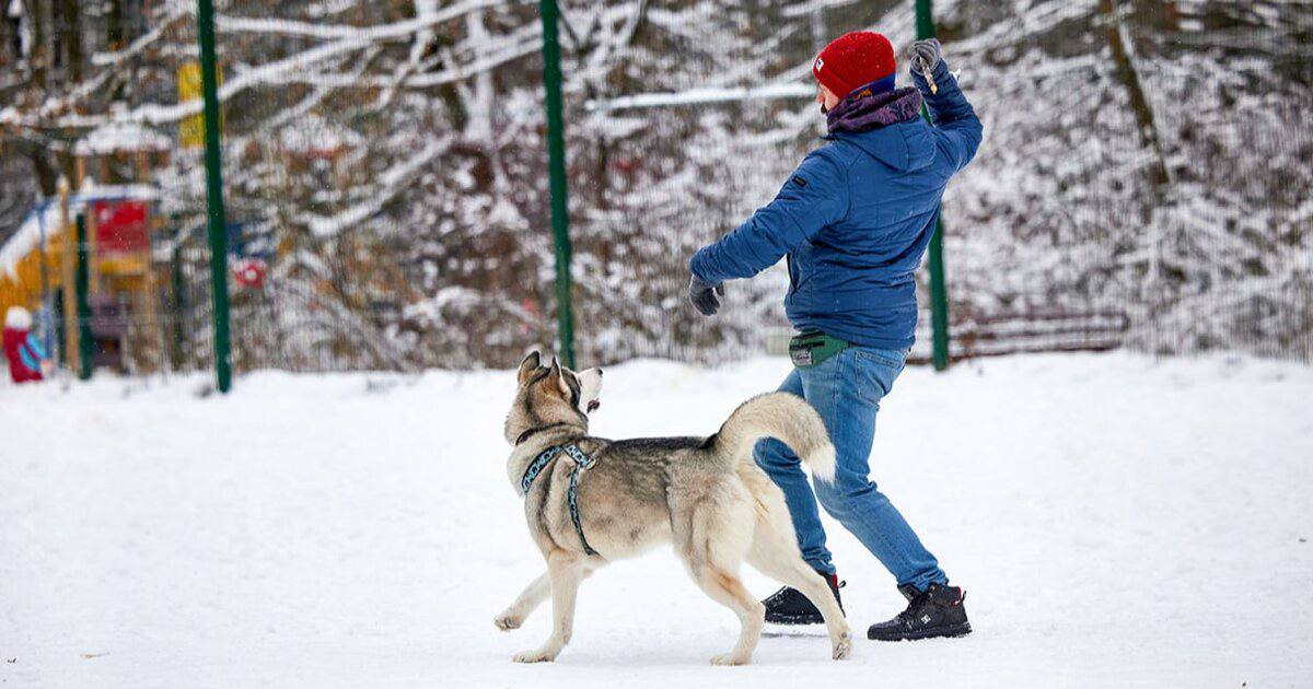 Росстандарт впервые утвердил ГОСТ, регулирующий создание площадок для выгула, игр и тренировок собак