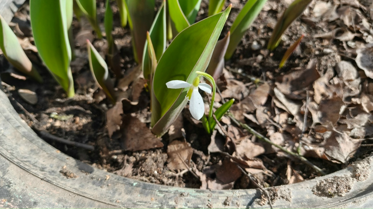 Крокусы и подснежник в Краснознаменске!