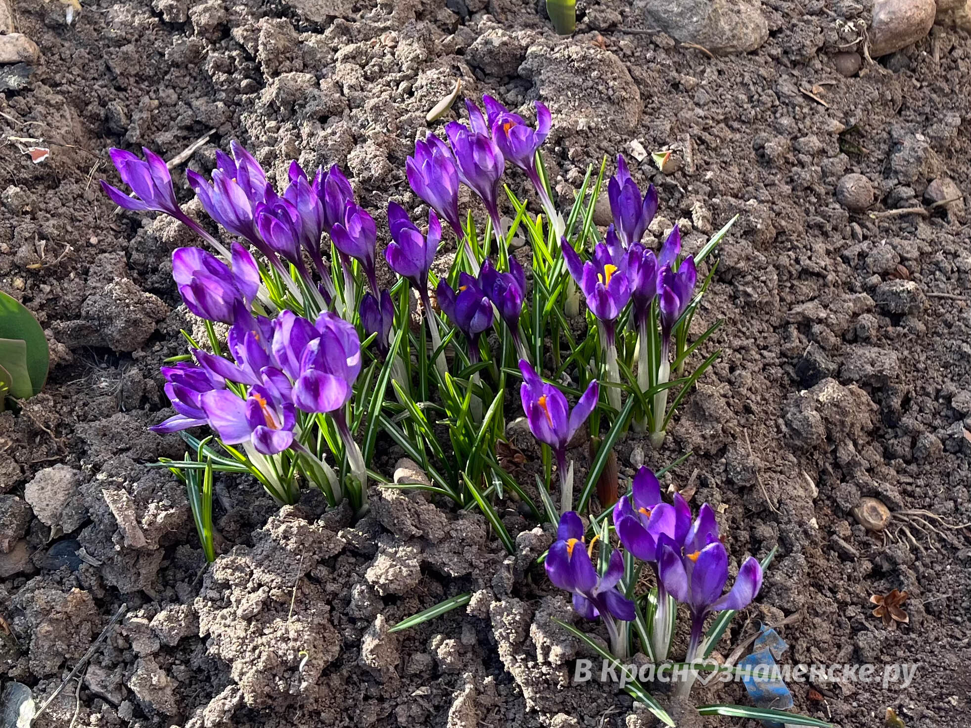 В городе были замечены первые цветочки