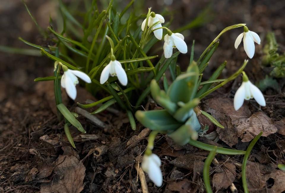 Подснежники в городе