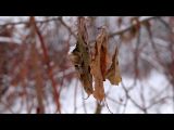 Декабрьская природа на Березовой аллее