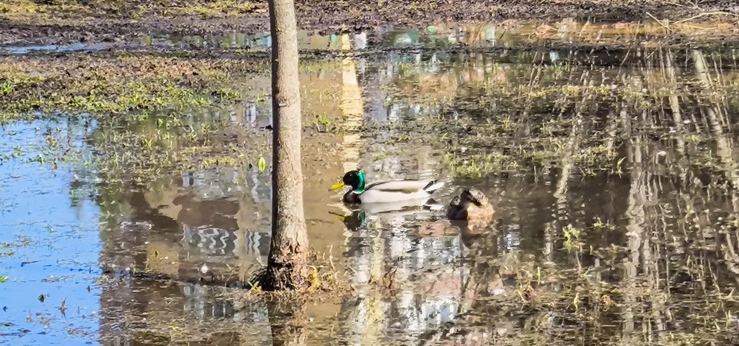 Весенняя утиная прогулка во дворе по адресу ул. Парковая 1