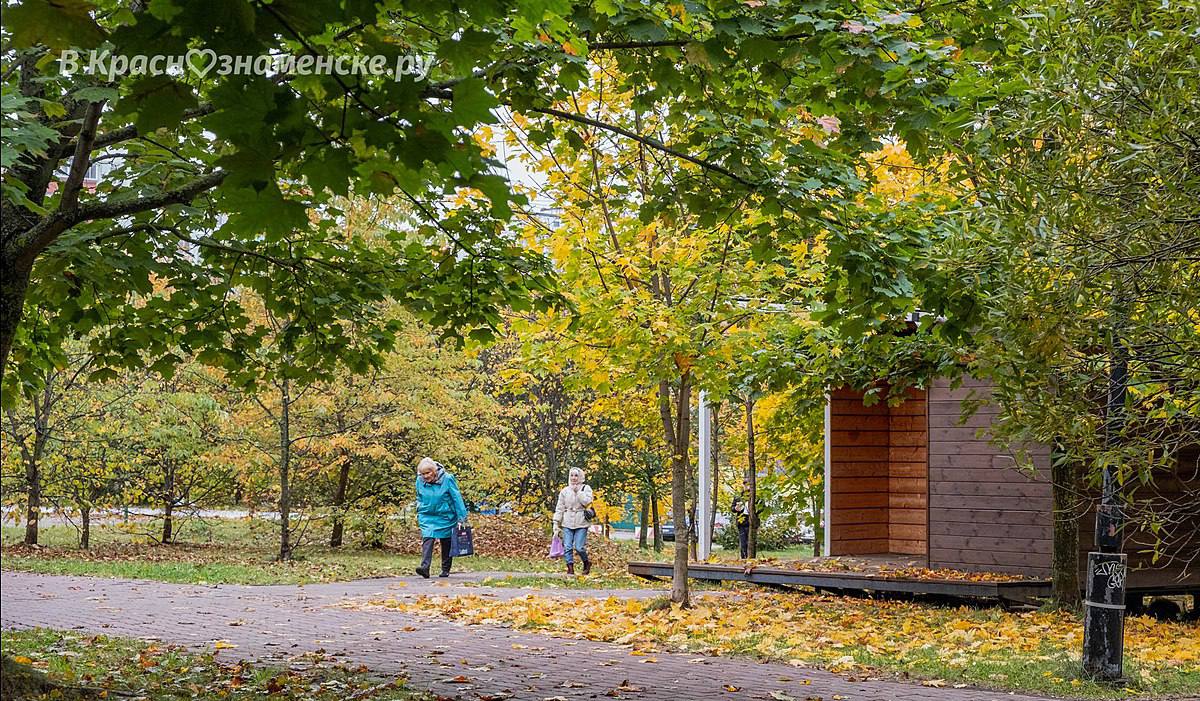 Скоро город окрасится в яркие цвета осени — Краснознаменск