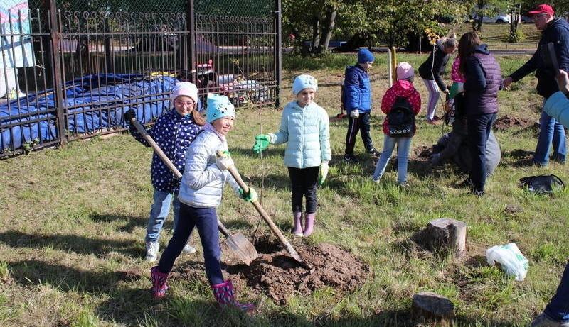 Зелень в городе исчезает, а полноценной замены нет