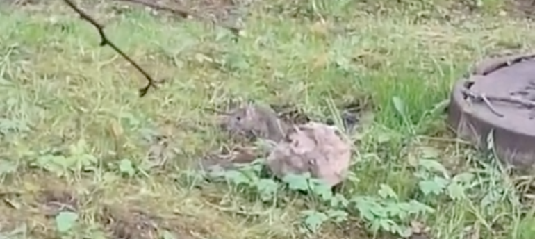 Кто должен нести ответственность и контролировать наличие живности возле домов?