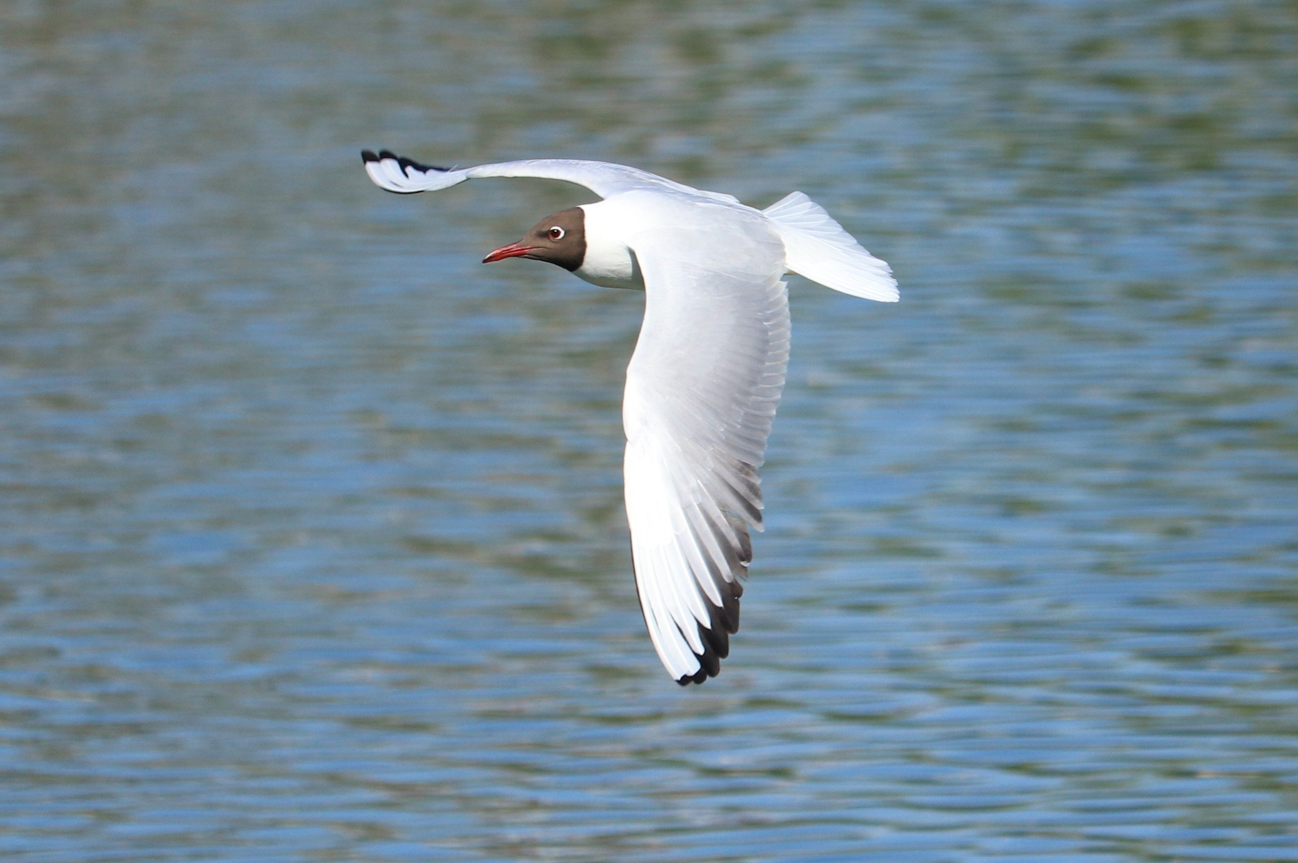 Кого вам уже довелось увидеть на улицах?