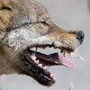 Территория распространения бешенства в Подмосковье увеличилась
