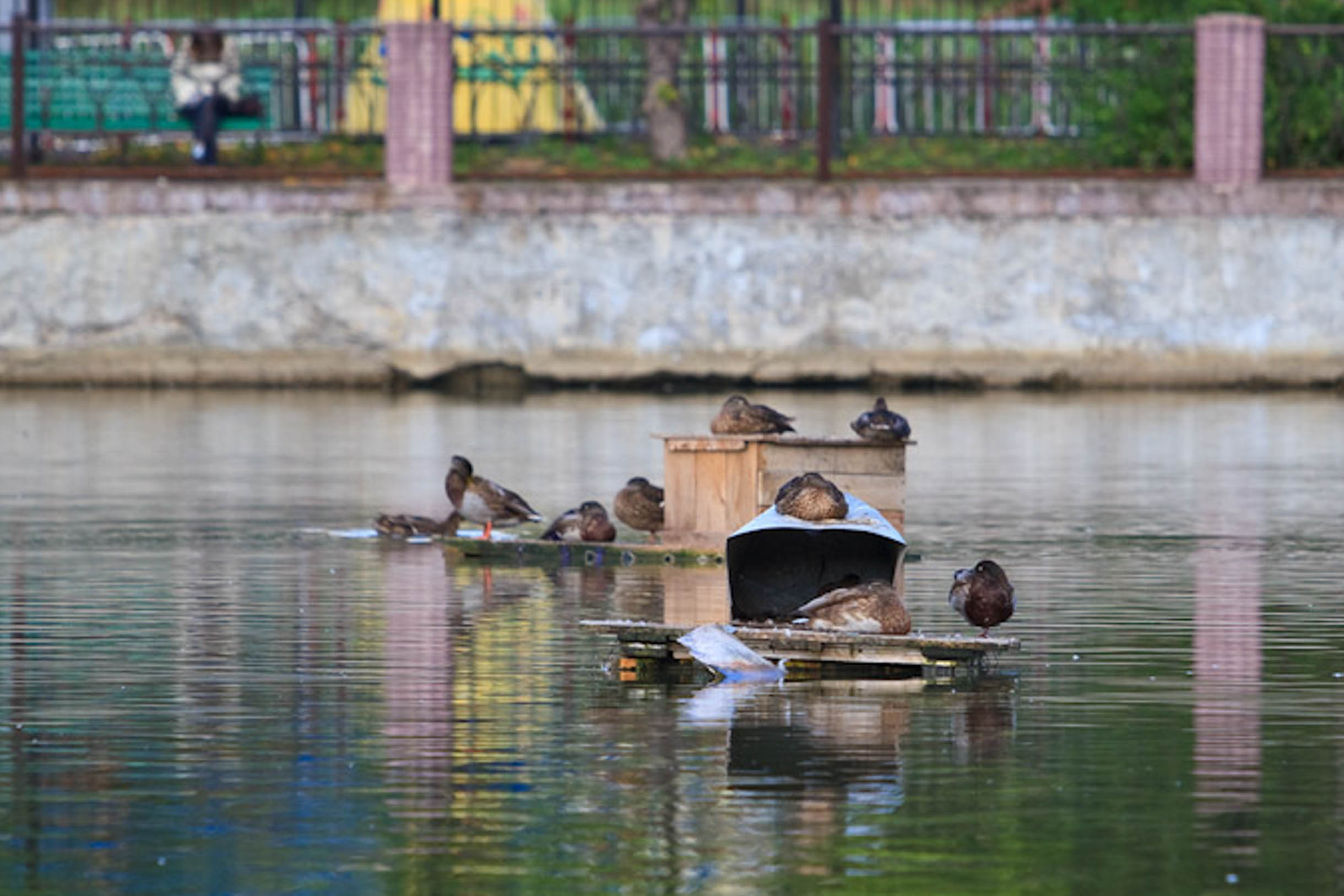 В Благовещенске детская площадка стала домом для уток В Благовещенске детская площадка стала домом для уток