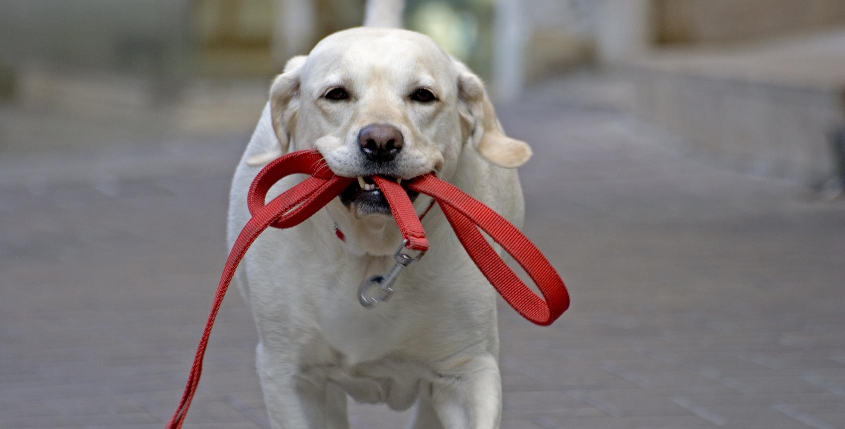 Самовыгул домашних животных