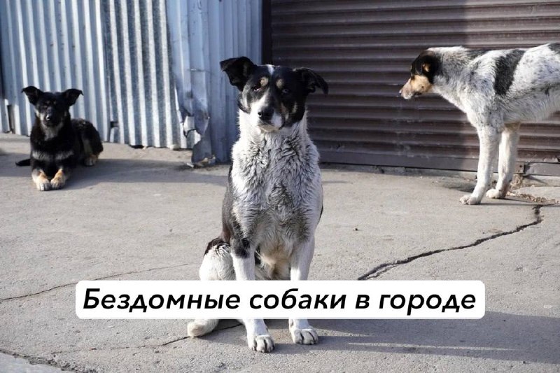 Бездомные собаки в городе