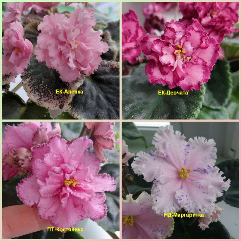 Фиалка сорт део марципан. Фиалка болд парти герл. Фиалка ек огненный фейерверк. Фиалка девчата. Ек-девчата коршунова.