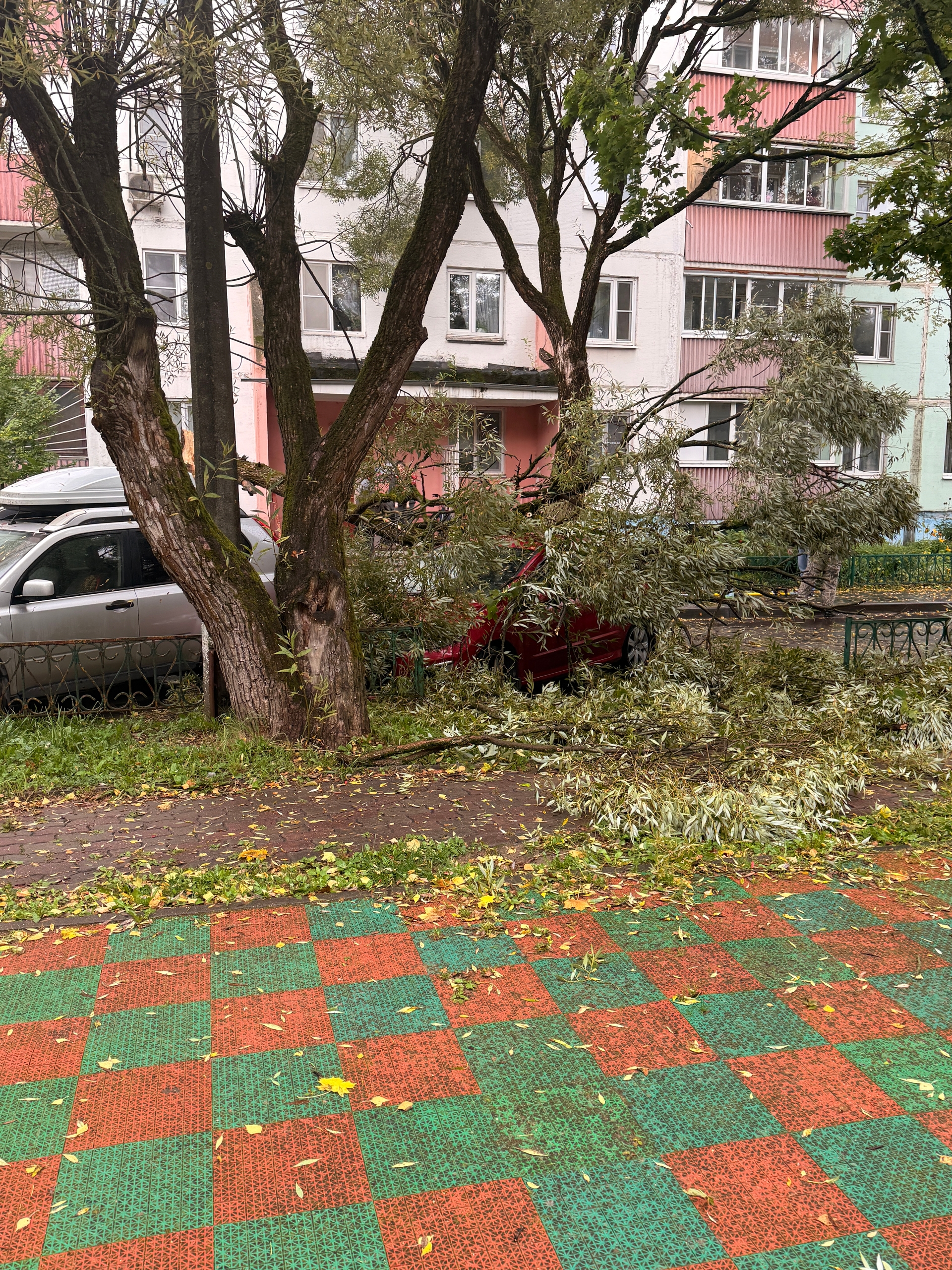 Дерево упало на автомобиль — Краснознаменск