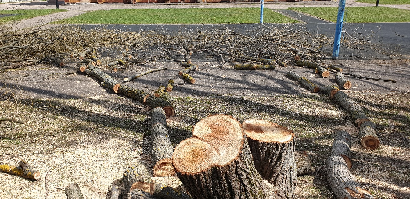 Знак вырубка деревьев запрещена. Вырубка лесов. Сообщение о вырубке леса. Вырубка лесов. Истребление лесов.