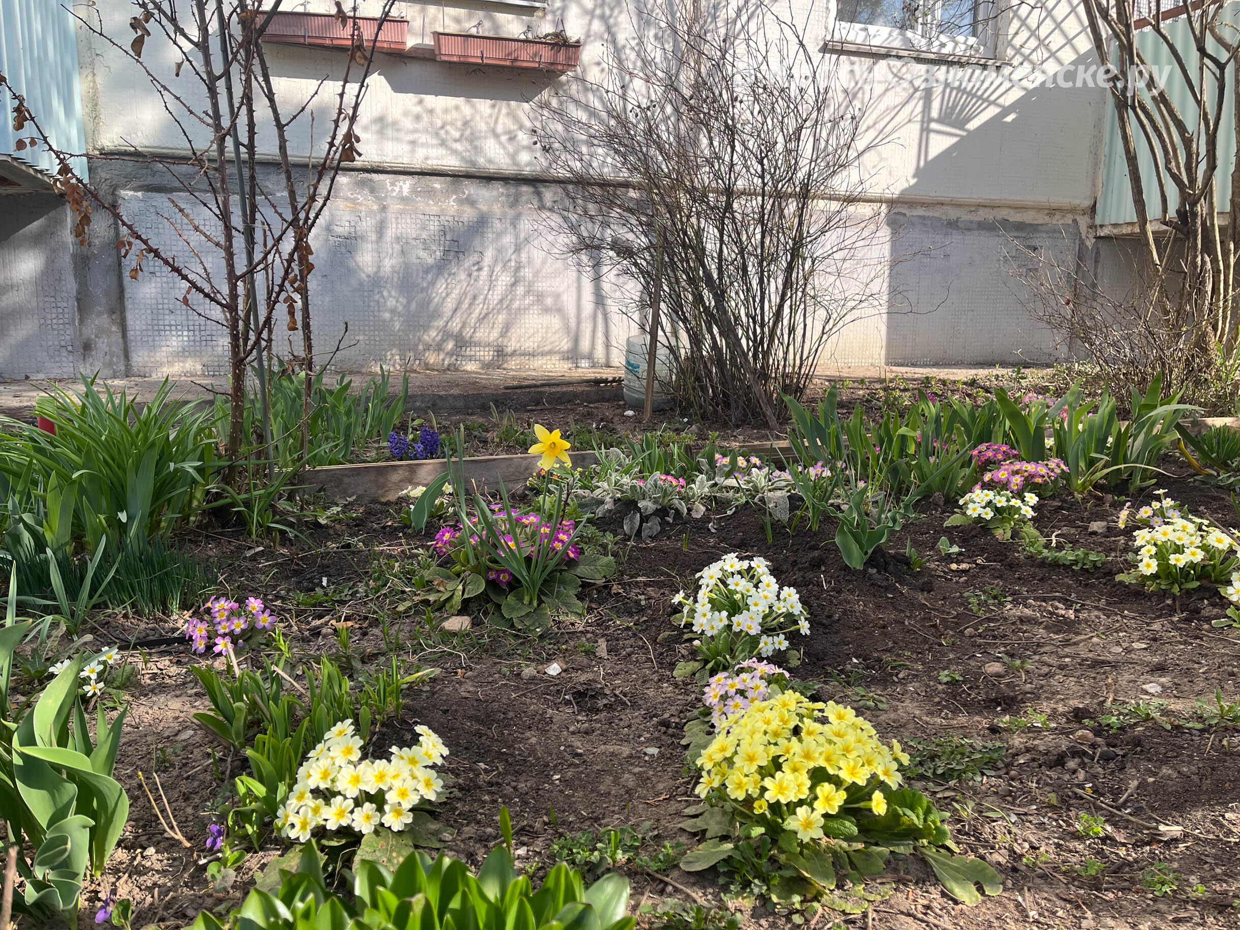 Цветочные клубы понемногу расцветают весенними красками, преображая дворы