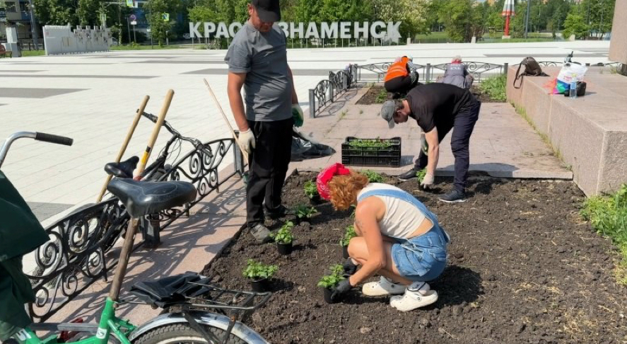 В Краснознаменске начали высаживать цветы на клумбы
