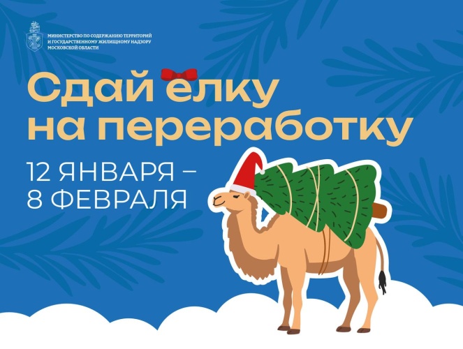 С 12 января по 8 февраля в Московской области пройдет ежегодная экологическая акция «Сдай елку на переработку»