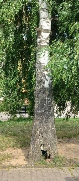 Администрация ответила по поводу сруба березы около фонтана