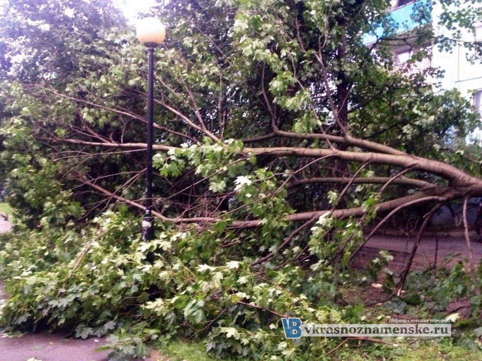 Упало дерево в Краснознаменске Упало дерево в Краснознаменске