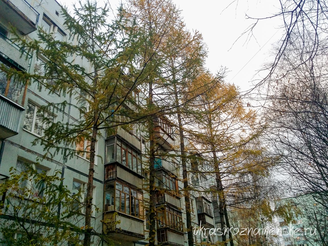 Лес перед окнами Лес перед окнами