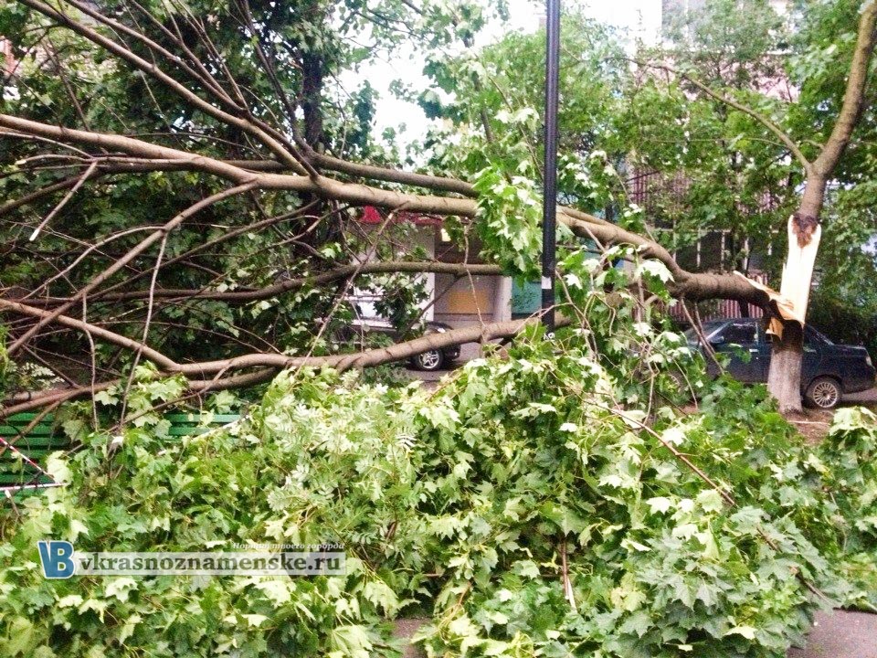 Упало дерево в Краснознаменске Упало дерево в Краснознаменске