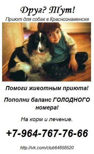 приют домашних животных