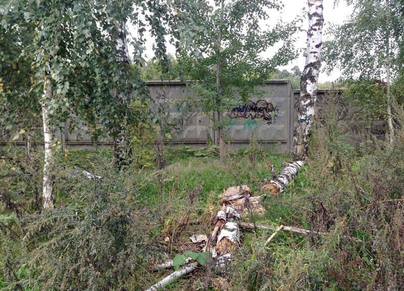 Берёзовая аллея