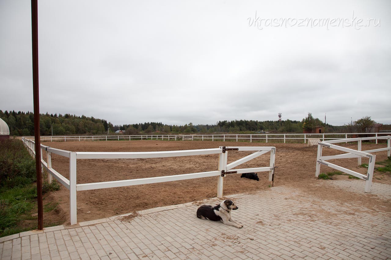 Конюшня около города Краснознаменск КСК 