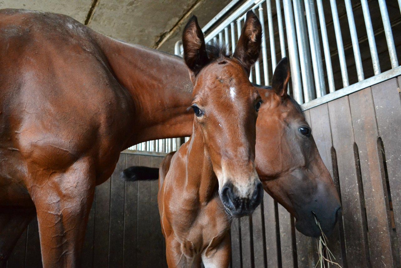 Конюшня около города Краснознаменск КСК 