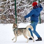 Росстандарт впервые утвердил ГОСТ, регулирующий создание площадок для выгула, игр и тренировок собак