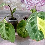 Маранта Лейконеура Бьюти Ким Вариегата