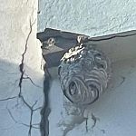 Вот такое осиное гнездо висит в 5 саду над входом в группы