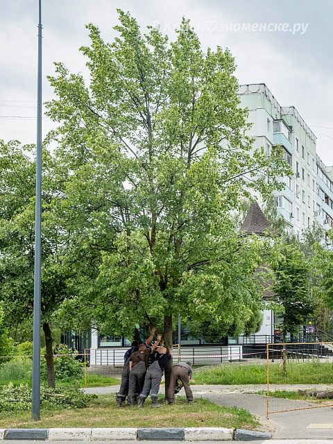 Вырубка деревьев на ул. Победы 