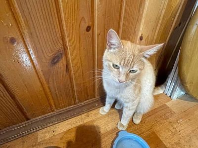 Милые котята 