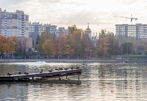 Утки,городское озеро