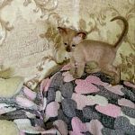 Котята Ориенталы Сфинксы 