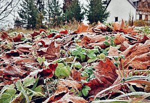 Морозное утро в Краснознаменске