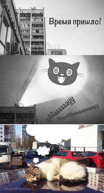 Мартовские коты
