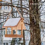 А вы проявляете заботу о птицах, подкармливая и создавая уютные кормушки?