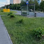 Тем временем срубленные деревья прорастают