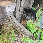 Котички