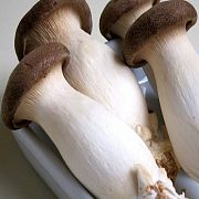 Устричный королевский гриб