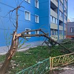 Около ул.Краснознаменной 17 дерево не пережило сильного ветра