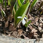 Крокусы и подснежник в Краснознаменске!