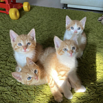 Котята