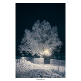 Дерево заиндевелоНочь | Зима 26Велотрек