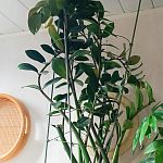 Продаются цветочные, керамические горшки,цветы. — Краснознаменск
