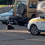 Есть такая проблема. Бездомные собаки