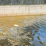 Городское озеро начинает цвести