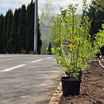 В Городском парке высаживаем кусты чубушника 