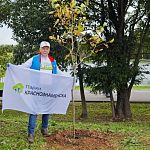 Сегодня коллектив Парков Краснознаменска присоединился к Всероссийской акции СохраниЛес